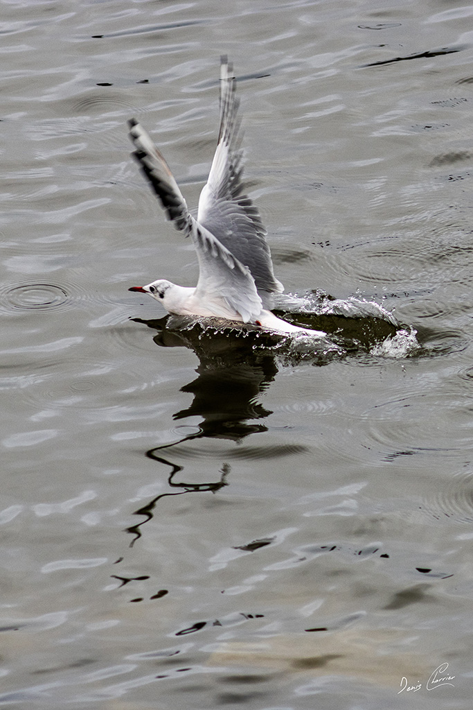 Mouette rieuse sortant de l'eau